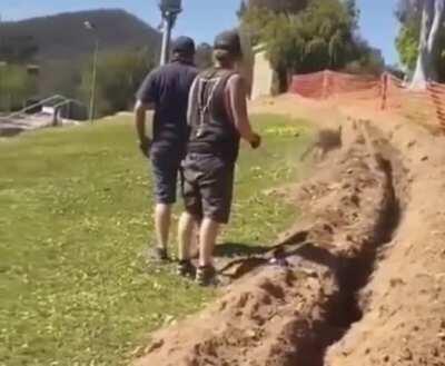 Construction workers help kangaroo out of ditch