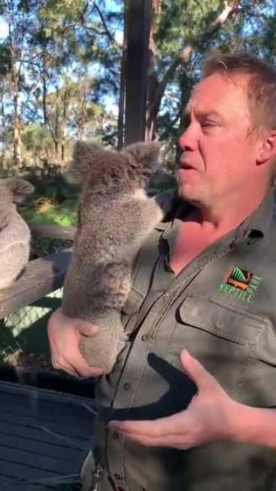 Protecting koalas one at a time