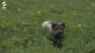 Artic foxes raising a family in Iceland