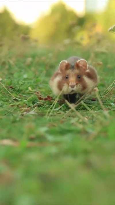 Tiny paws, big adventures! 🐾🐹