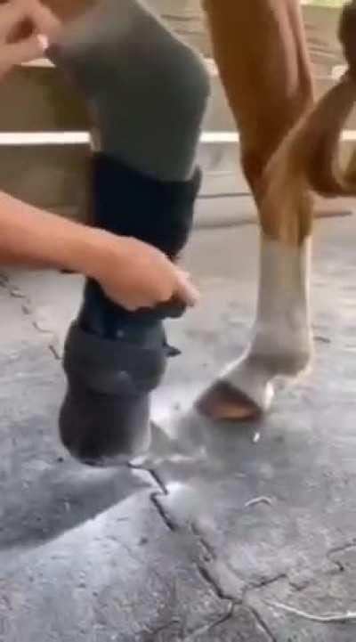 Horse gets a new prosthetic leg and can run again