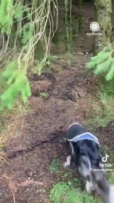 Wind lifting up the forest during storm in Scotland