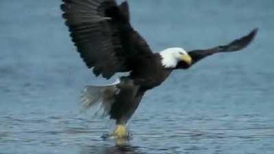 Bald Eagle effortlessly catching a salmon