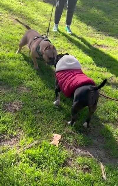 My Senior Rescue Pittie was Reunited with her Daughter Today