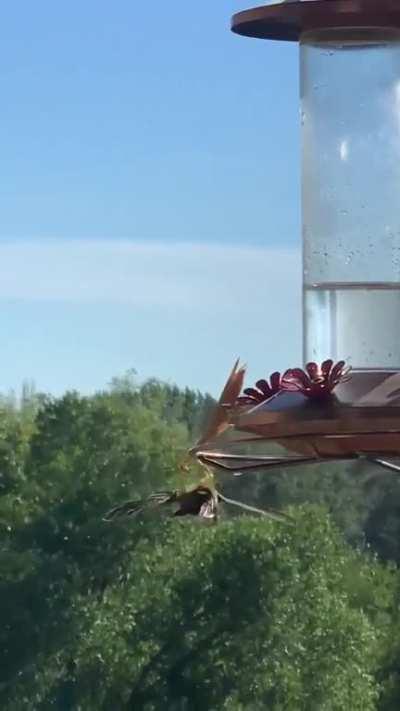 Mantis capturing and killing a Hummingbird