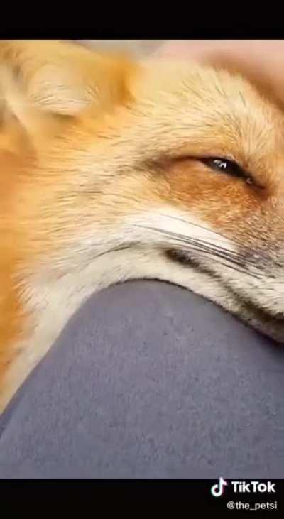 A Friendly Fox