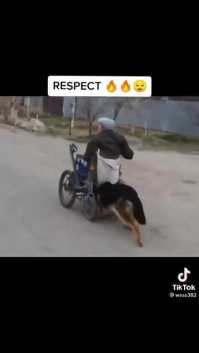 The dog pushing it owner who's helpless on a Wheelchair.