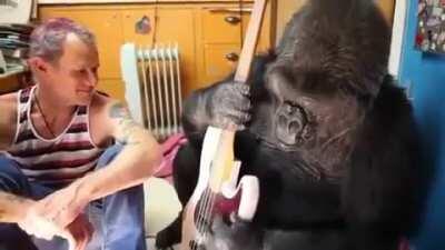 Flea teaching Koko the gorilla to play the bass guitar