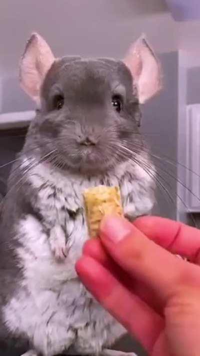 Look at this sweet chinchilla!