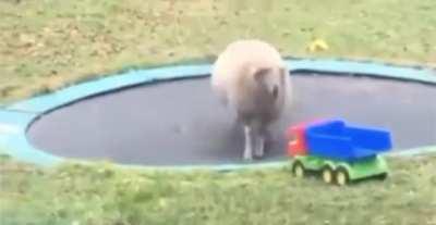 Sheep discovers a trampoline and it’s the sweetest, purest thing ever.