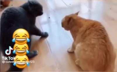 Cat hicupping while arguing