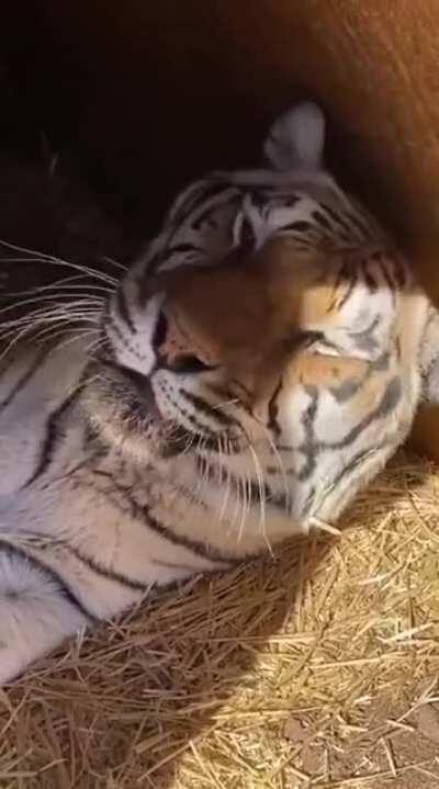 The tiger is literally saying five more minutes please..