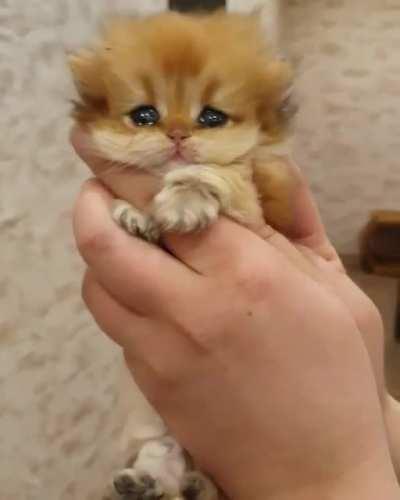 This crying cat.