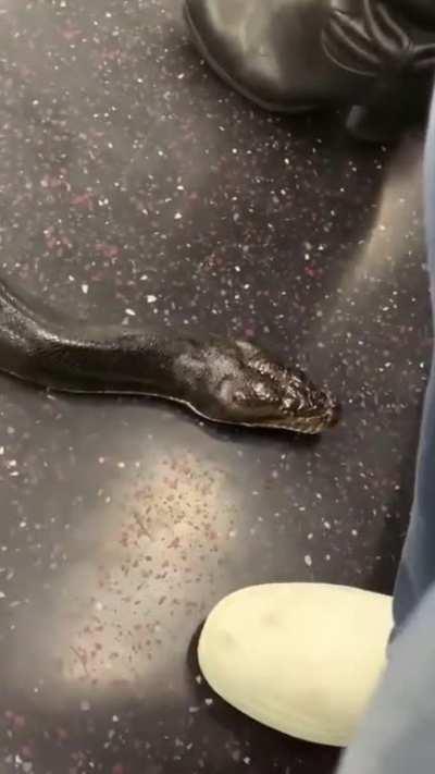 Snakes on a Train.