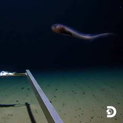 Footage from the Mariana Trench. 10,792 meters (36,000 feet) below the ocean surface.