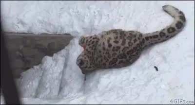 Point of order! Snow leopards do in fact enjoy derping it up in the snow!