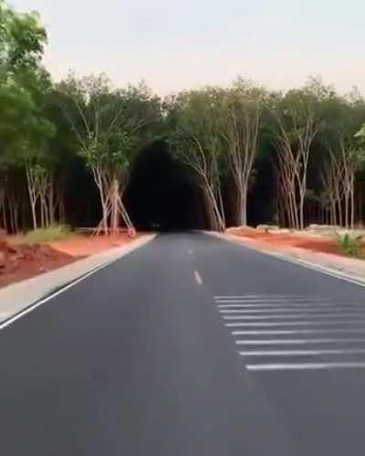 A tree tunnel in Thailand.