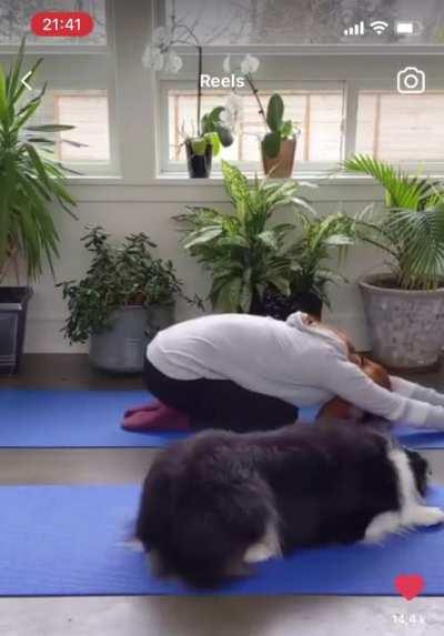 This dog is way better at yoga than me 🖤🖤🖤