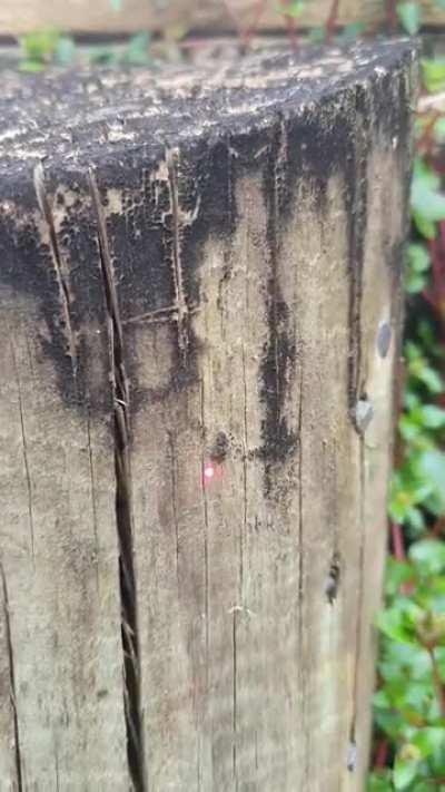 Someone from the jumping spider subreddit told me you guys would like this. So here's footage I got of a baby jumping spider (hypoblemum Griseum) chasing a laser I bought for 2 bucks.