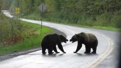 Grizzly bear fight! They were clearly disagreeing on who got to eat the cameraman.