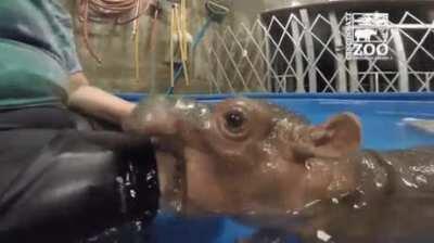 Baby hippo om nom nom