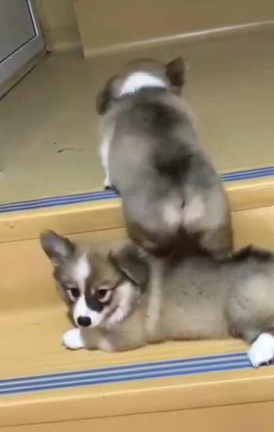 Good boy trying to help his friend get up the steps