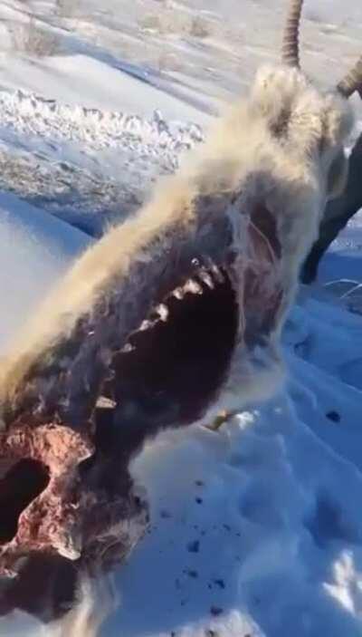 This Saiga antelope that got frozen in place and picked clean by scavengers