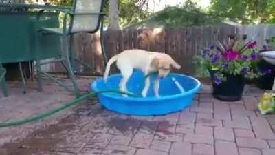 When the dog days of summer get too hot, then you gotta you take things into your own paws 🐾🐶💦