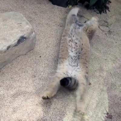 Pallas Cat stretch