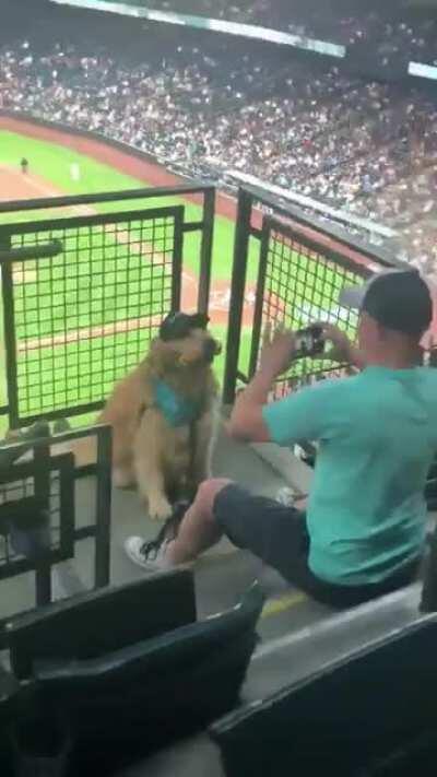 Goodest boye striking a pose at the ball park