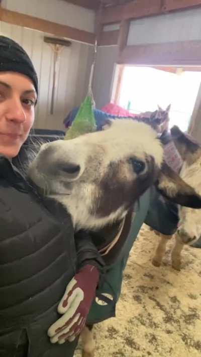 Donkey utterly adores their human