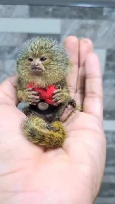 Smol Monkey