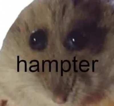 Hampter but with noise