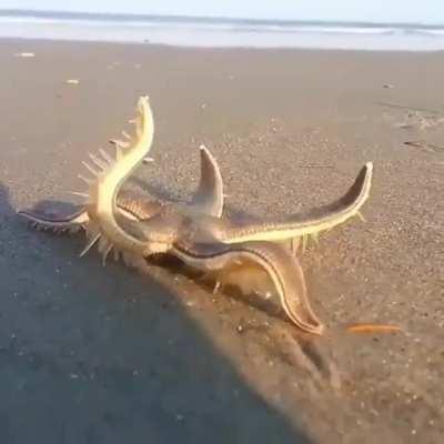 Starfish Walking on Land