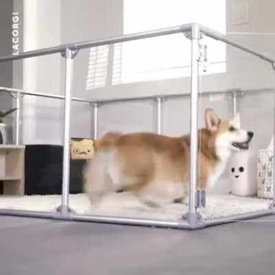 Too adorable.. little corgi with his own place!