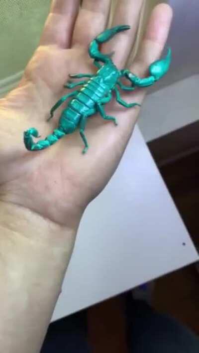 Scorpion Glows Beautifully Under UV Light