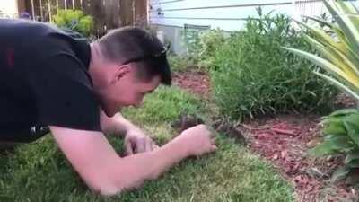 🔥 Guy coaxing a litter of curious baby bunnies out of his garden 🔥