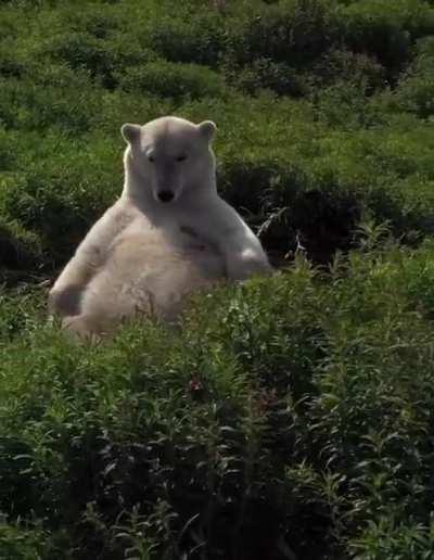 A drowsy polar bear resting amidst meadow in summer. Polar bears have a very slow and lazy summer and they try to conserve as much energy as possible.