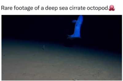 Octopus be like :- weeee...