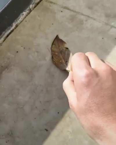 One dead leaf