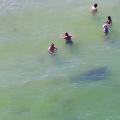 Curious Manatee turns around to follow a person swimming at the beach on Father's Day