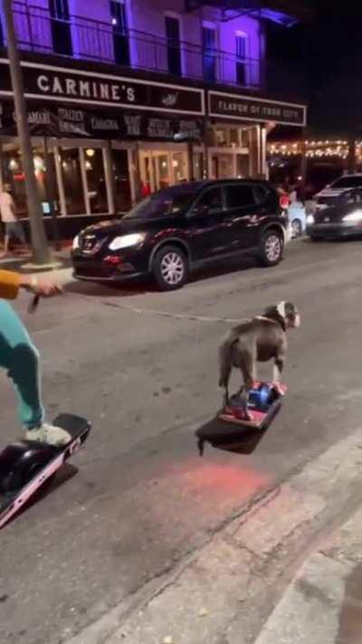 Man uses segway with his doggo 