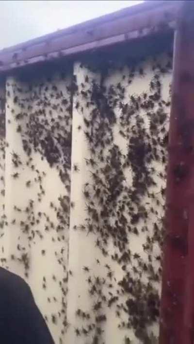 Amount of spiders in this backyard due flooding in Australia