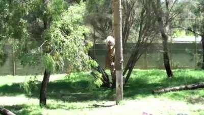 Tigress climbs 4-5 Metre Pole to eat lunch.