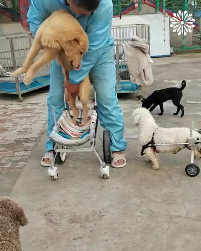 Man building wheelchairs for paralyzed dogs