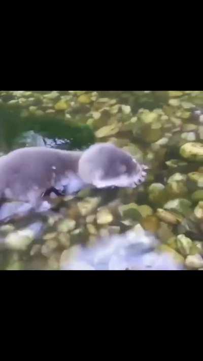 🔥 Baby Otter in the water for the first time 🔥