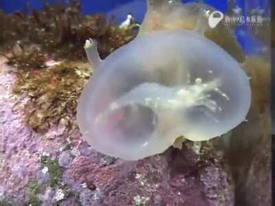 This bizzare sea slug Melibe viridis uses its head as a net to catch its prey