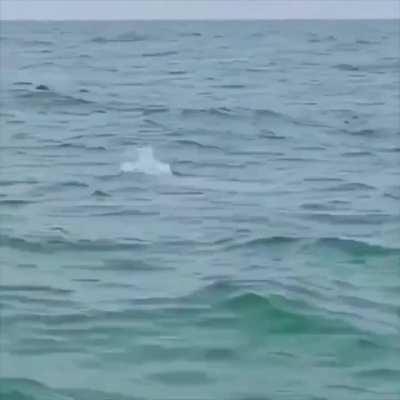 Rare pink dolphin spotted off the coast of Louisiana. 