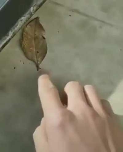 This leaf