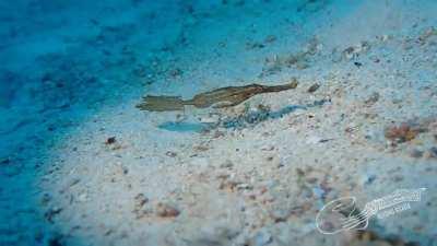 A ghost pipefish with amazing camouflage
